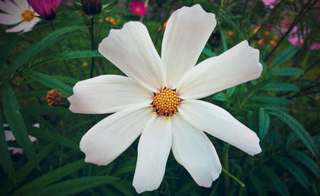 one large cosmea flower with white petals against the background of green leavesの写真素材