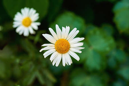 two little white daisy flowers closeup on a blurred green backgroundの写真素材