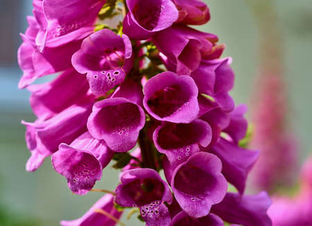 flowering crassula closeup and of pink coloredの写真素材