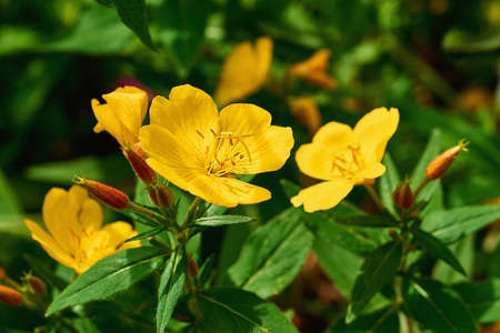 yellow enotera flower closeup against the green leavesの写真素材