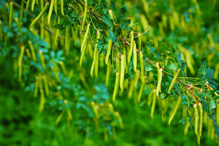 garland of abstract green fruits on a branch of pod acacia in the foreground of a blurred backgroundの写真素材