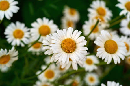 many small white chamomile flowers closeup on a blurred green backgroundの写真素材