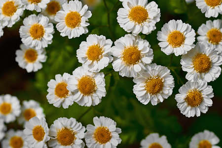 many small white chamomile flowers closeup on a blurred green backgroundの写真素材