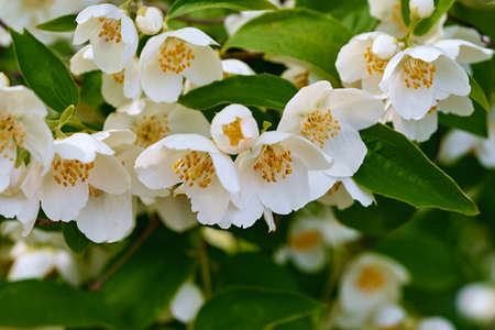 white flowers on a branch of flowering jasmine closeupの写真素材