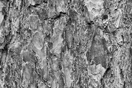 abstract texture of tree bark close-up for background or for computer desktop wallpaper of monochrome toneの写真素材