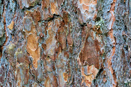 abstract texture of tree bark close-up for background or for computer desktop wallpaperの写真素材