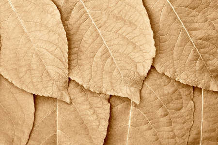 a closeup texture of several tree leaves for a natural background or for computer desktop wallpaper of brown sepia colorの写真素材