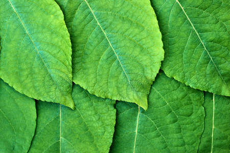 a closeup texture of several tree leaves for a natural background or for green computer desktop wallpaperの写真素材