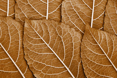 a closeup texture of several tree leaves for a natural background or for computer desktop wallpaper of brown sepia colorの写真素材