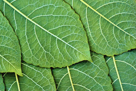 a close-up texture of green tree leaves for a natural background or for computer desktop wallpaperの写真素材