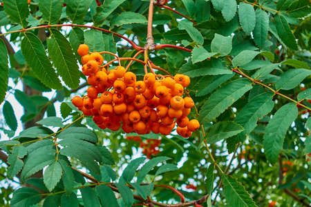 one bunch of red ripe rowan berries close-up on the background of green branches with leavesの写真素材