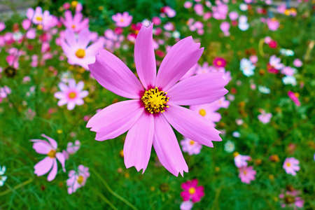 large flower pink cosmea on a blurred background of other flowersの写真素材