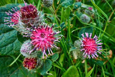 abstract wild red flowers with close-up thornsの写真素材