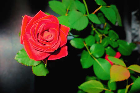 one flower of a beautiful red rose with a green branch and on a blurred backgroundの写真素材
