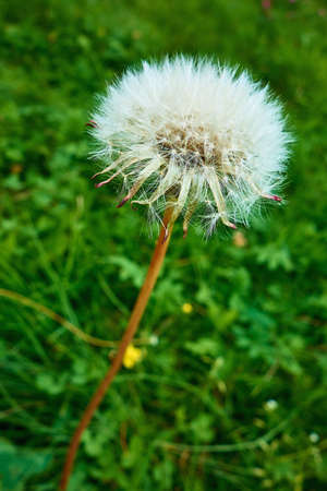 one fluffy white flower dandelion close-up on a green meadowの写真素材