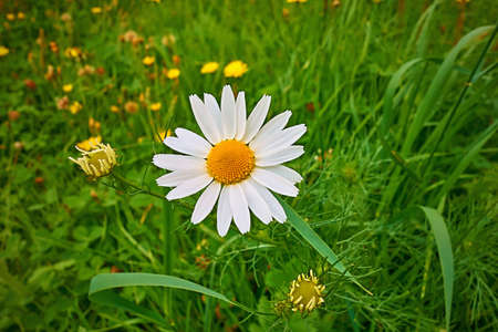 one flower of white daisy close-up against the background of green grassの写真素材