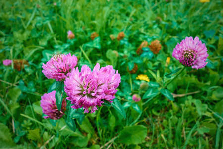 small purple clover flowers on a green meadow close-upの写真素材