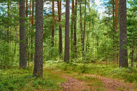 beautiful forest landscape in summer for natural background or wallpaperの写真素材