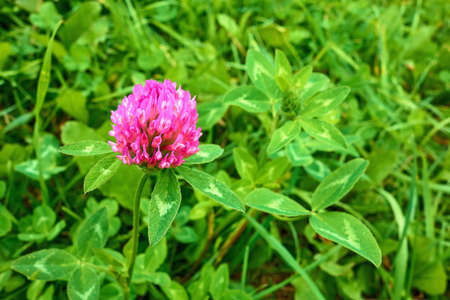 one small purple clover flower on a green meadow close-upの写真素材