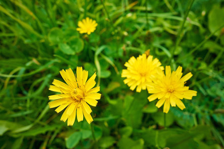 wild or meadow yellow flowers on the green grass close-upの写真素材