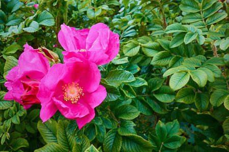 beautiful flower of wild rose or rosehip close-up against the background of green leavesの写真素材