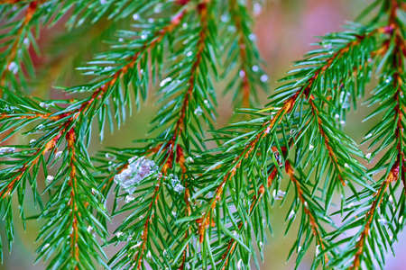 green coniferous branches close-up with ice and on a blurred backgroundの写真素材