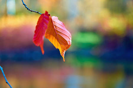 single red autumn foliage on a tree branch in isolation close-up on a colored blurred backgroundの写真素材