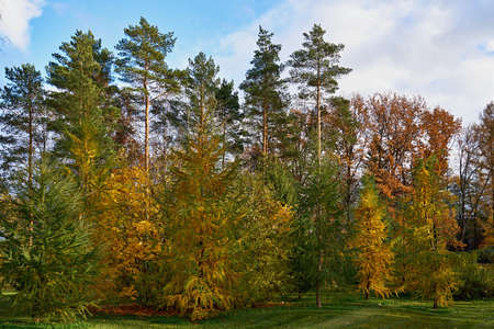 beautiful landscape of autumn forest or park with different treesの写真素材