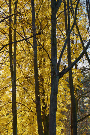 autumn trees with thick yellow foliage close-up for abstract natural background