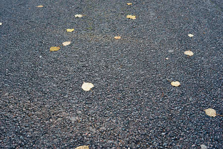 very little fallen foliage on asphalt for backgroundsの写真素材