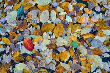 motley multi-colored autumn foliage on the ground for natural background and for wallpaperの写真素材