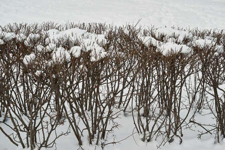 trimmed decorative shrub close-up and under snow in the park for the winter landscapeの写真素材