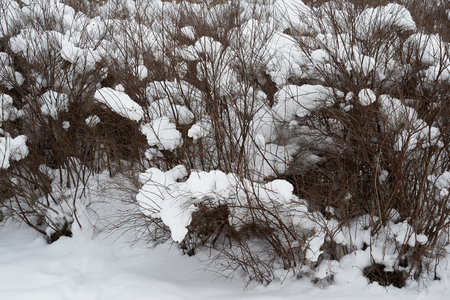 branching bushes close-up and under snow caps in the park or in the forest for the winter landscapeの写真素材