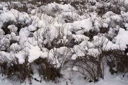 branching bushes close-up and under snow caps in the park or in the forest for the winter landscapeの写真素材