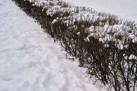 one row of shearing bushes closeup and under snow caps in the park for the winter landscapeの写真素材