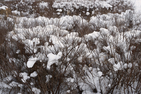 branching bushes closeup and under snow caps in the park or in the forest for the winter landscapeの写真素材