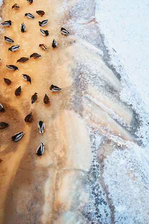 view from the top of a small pack of motley ducks sitting on the ice of a river or lakeの写真素材
