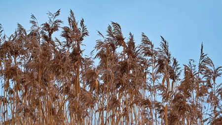 large and fluffy reed or swamp brown grass closeup against a blue skyの写真素材
