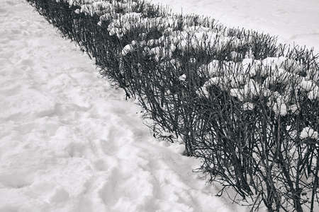 one row of shearing bushes closeup and under snow caps in the park for the winter landscapeの写真素材
