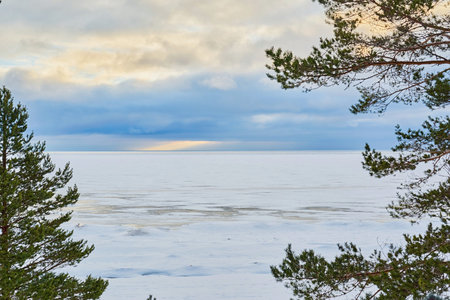 winter landscape of a large snowy lake and cloudy sky on the horizon with a frame of green branches of coniferous treesの写真素材