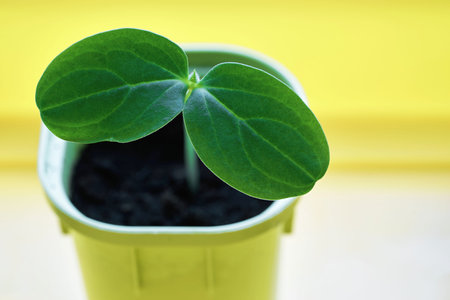 new and young green plant or seedlings of agricultural crop in one pot for cultivation and closeup