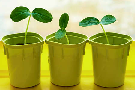 new young green plants or seedlings of crops in three pots for cultivation and closeupの写真素材