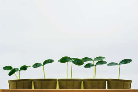 plants or seedlings of crops with green leaves on thin stems in pots and closeup in a row on a white empty and clean backgroundの写真素材