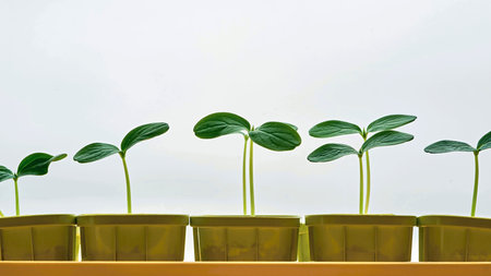 plants or seedlings of crops with green leaves on thin stems in pots and closeup in a row on a white empty and clean backgroundの写真素材