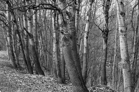 abstract parts of tree trunks closeup in the forest or in the park in black and white photosの写真素材
