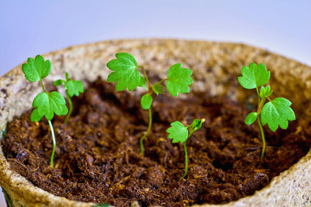 small green shoots of seedlings in the ground, early seedlings are grown from seed in pots, green...