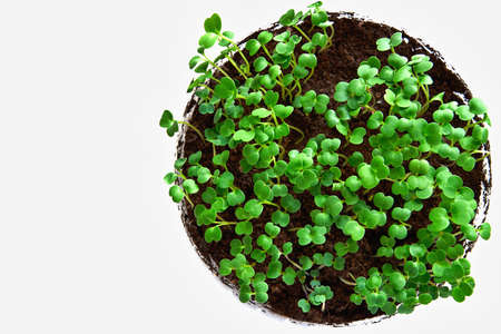 new green sprouts or seedling of spinach leaves for lettuce and for food closeup and isolated in a circle on an empty white background.の写真素材