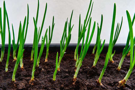 new young green sprouts seedlings or feathers of onions closeup for lettuce and for foodの写真素材