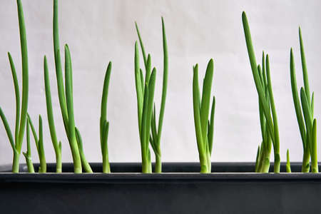 new young green seedlings or feathers of onions closeup for lettuce and for foodの写真素材