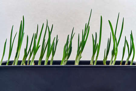new young green sprouts seedlings or feathers of onions closeup for lettuce and for foodの写真素材